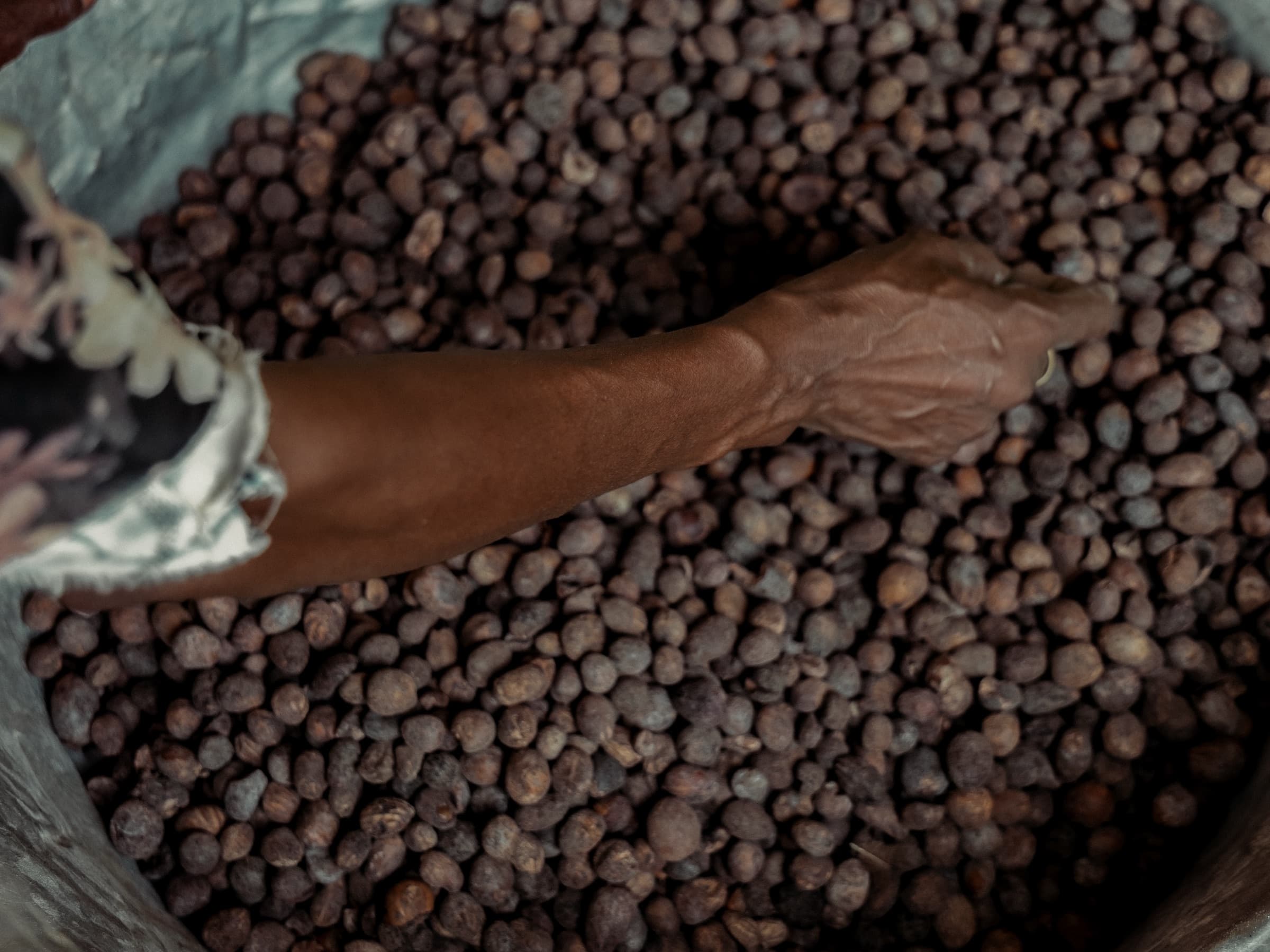 Shea-Nüsse werden von Hand ausgewählt